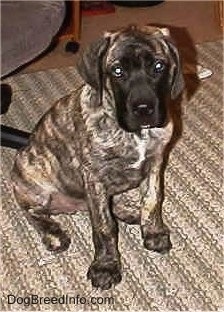 A brindle with white American Mastiff puppy is sitting on a rug, next to a desk chair.